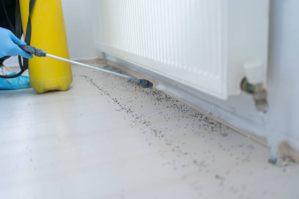 Best Flea Control Services  in Vine Grove, KY